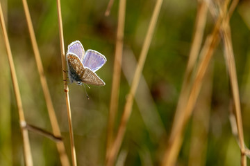 Common Blue butterfly  (Polyommatus icarus) perched on a grass stem