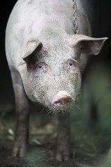 pig isolated. pig on farm