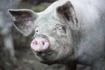 pig isolated. pig on farm