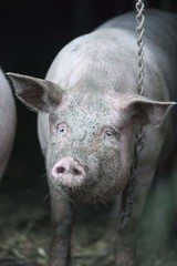pig isolated. pig on farm
