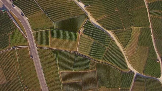 4K Aerial footage of Vineyard fields in Terrasses de Lavaux near Lausanne, Switzerland - UHD