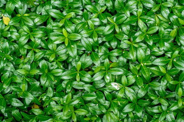 leaves, ornament, abstraction, for decoration, for advertising