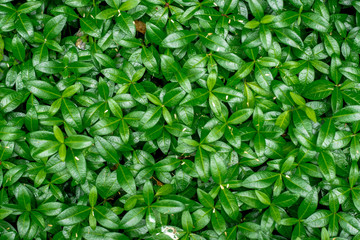 leaves, ornament, abstraction, for decoration, for advertising