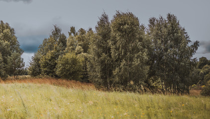 meadow, forest, forest road, Warmian-Masurian Voivodesh, cerkiewnikip