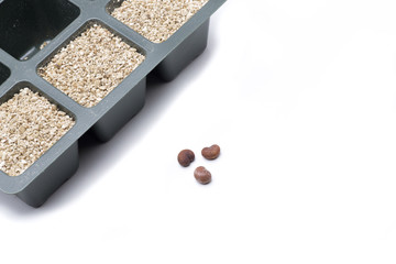 tree seed baobab