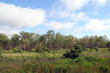 Obraz premium Árvores na serra