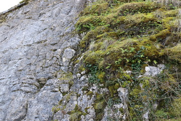 Falaise