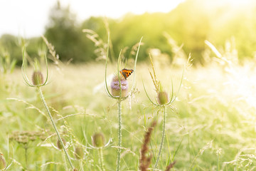 Papillon dans un champs de fleurs en été au lever du soleil