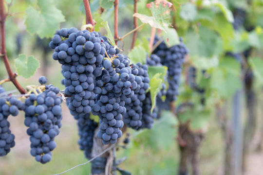 Rotwein, Red vino, 