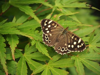 Speckled wood butterfly (Pararge aegeria) on a leaf with open wings