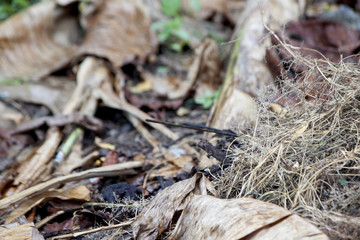The grass and dried banana trees are dead on the ground and wet from rain.