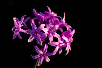 Fototapeta na wymiar Inflorescence of violet flowers on a black background, Tulbagiya Violet.
