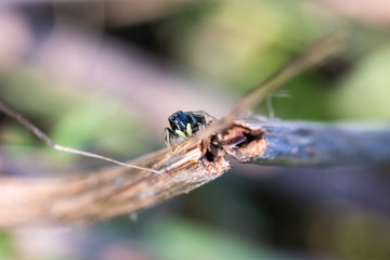 Kleine Spinne sitzt auf gebrochenem Stock und beobachtet den Beobachter