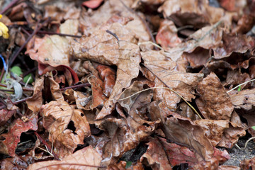Dry leaves on the ground with wet drop of rain.