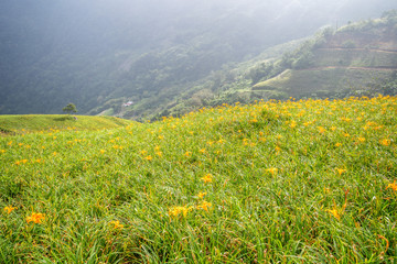 Obraz premium The Orange daylily(Tawny daylily) flower farm at Taimali Mountain with blue sky and cloud, Taitung, Taiwan