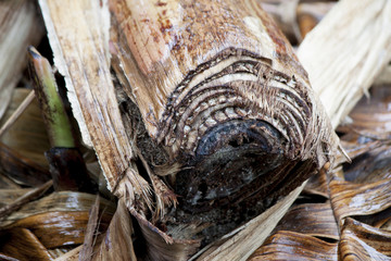 Dry of banana tree on the ground.