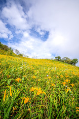 The Orange daylily(Tawny daylily) flower farm at Taimali Mountain with blue sky and cloud, Taitung, Taiwan