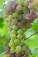 Cluster of grapes growing and ripening on the vine with color changes during the summer