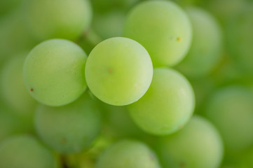 Grapes growing on the vine during the summer