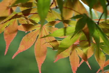 紅葉
