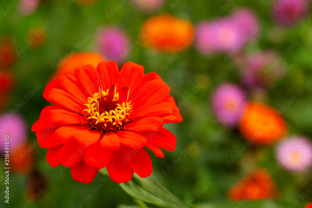 Wall mural a flower on a blurred bokeh background. macro. a red bud on a background of a bright summer landscap