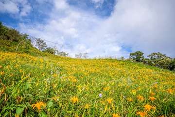 Fototapeta premium The Orange daylily(Tawny daylily) flower farm at Taimali Mountain with blue sky and cloud, Taitung, Taiwan