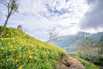 The Orange daylily(Tawny daylily) flower farm at Taimali Mountain with blue sky and cloud, Taitung, Taiwan