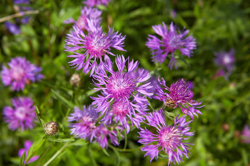 Knapweed close-up in field.
