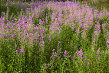 Naklejka premium Wild maitohorsma grows in field.