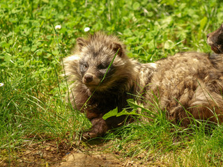 Nyctereutes procyonoides. Le chien viverrin ou chien martre