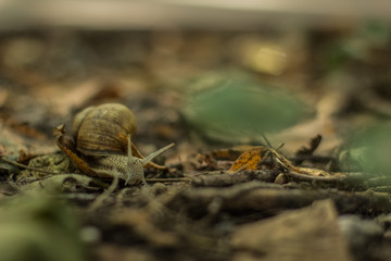 soft focus snail animal portrait on ground between falling leaves in outdoor park nature environment