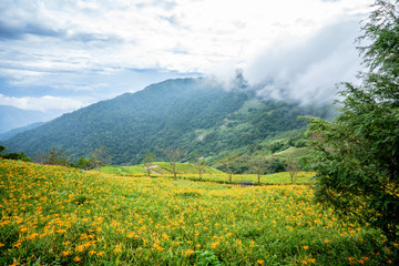 Naklejka na ściany i meble The Orange daylily(Tawny daylily) flower farm at Taimali Mountain with blue sky and cloud, Taitung, Taiwan