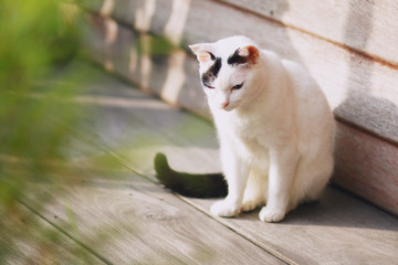 cute black and white cat sitting on a wooden terrace.Outdoor life of domestic cat.