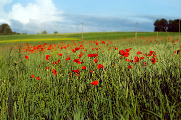 poppies field background