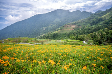 Fototapeta na wymiar The Orange daylily(Tawny daylily) flower farm at Taimali Mountain with blue sky and cloud, Taitung, Taiwan