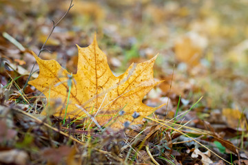 autumn, background, beautiful, beauty, branch, branches, bright, calm, closeup, color, colorful, design, environment, fall, foliage, forest, fresh, freshness , gold, golden, hornbeam, landscape, leaf,
