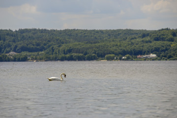 Swan on the Lake