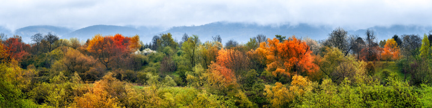 Fototapeta Herbstwald Panorama in Deutschland