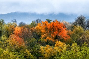 Bunte Herbstlandschaft im Nebel 