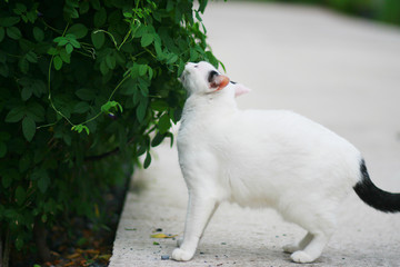 Obraz premium cute black and white cat enjoy life in garden and nature.Outdoor life of domestic cat.