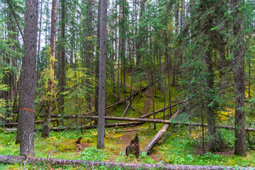 Soft Light Falls on the Forest Trees