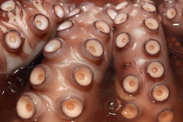 Fresh boiled Octopus ready for eat