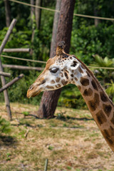 girafe