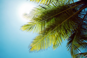 Fototapeta premium Palm branch of the sky background