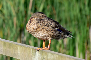 Female mallard duck with head tucked under wings, perched on wooden post