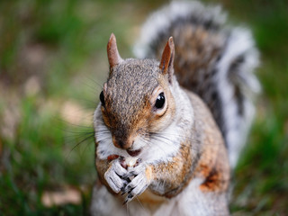 Squirrel in a Park of London