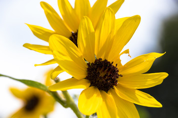 Sunflower of Andersen Park in Funabashi City, Chiba Prefecture, Japan