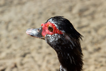 Duck domestic