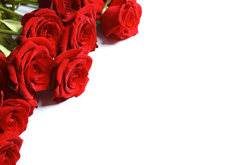 Beautiful red rose flowers on white background