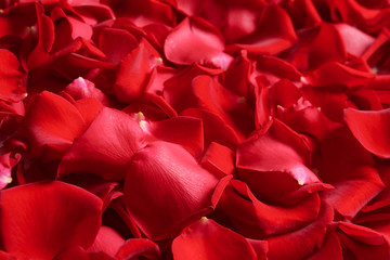 Beautiful red rose petals as background, closeup